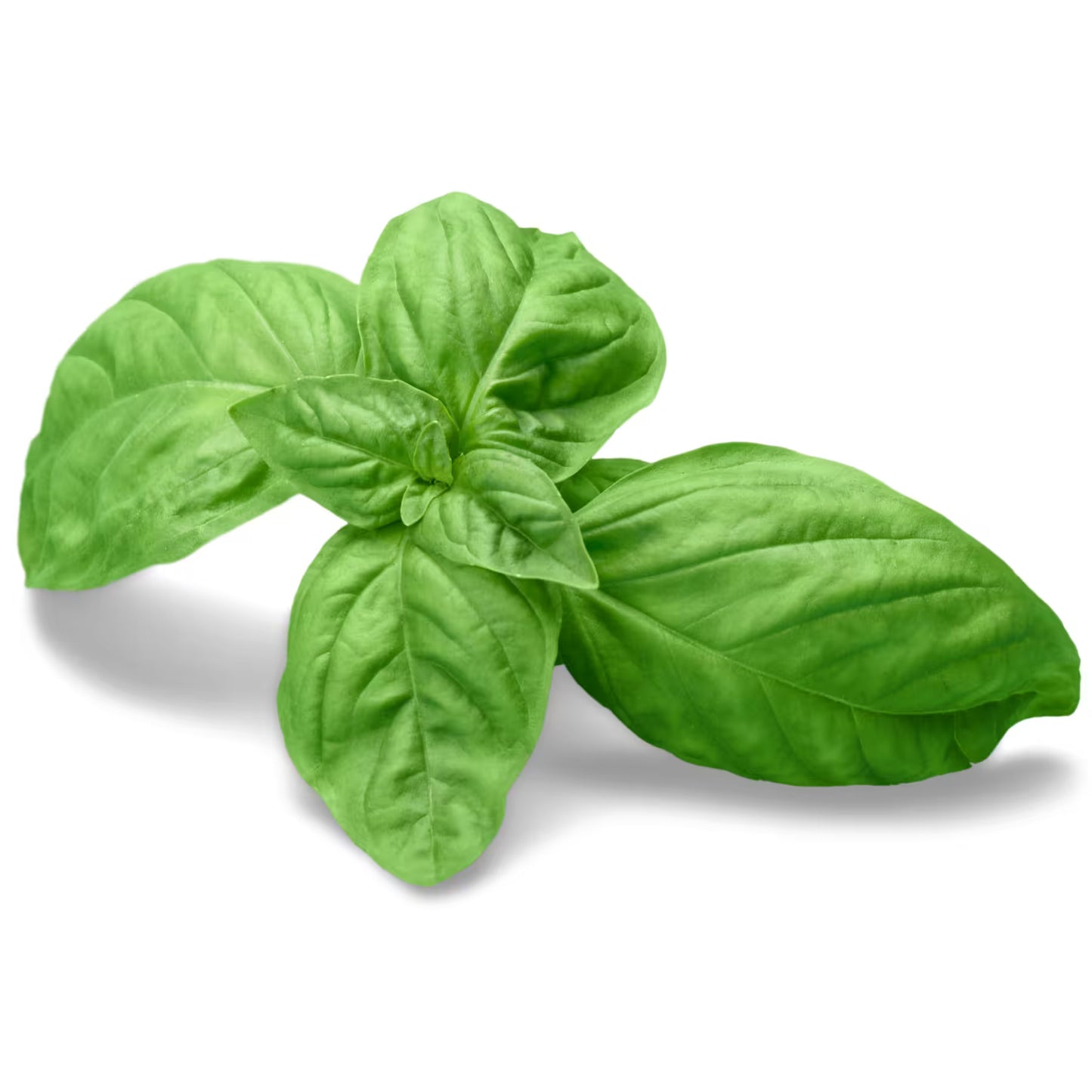 ALBACA FRESCA/FRESH BASIL